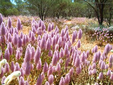 Wildflowers, Sandstone, Western Australia - 1
